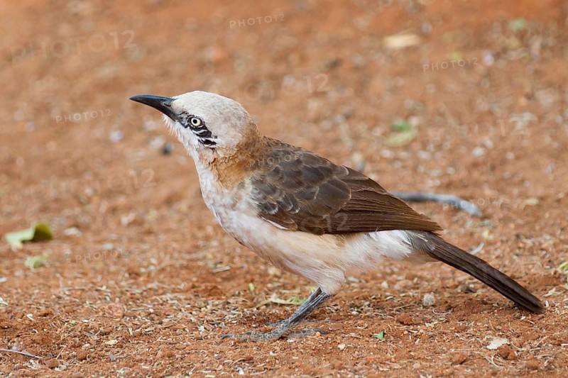 Bare-cheeked Babbler (Turdoides gymnogenys), Namibia