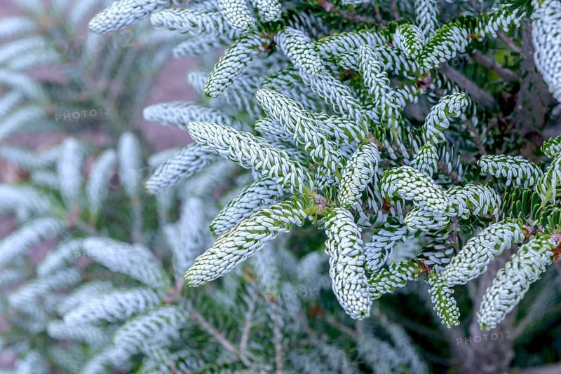 Korean fir (Abies koreana 'Silberlocke'), viewing garden at the University of Applied Sciences W, Germany