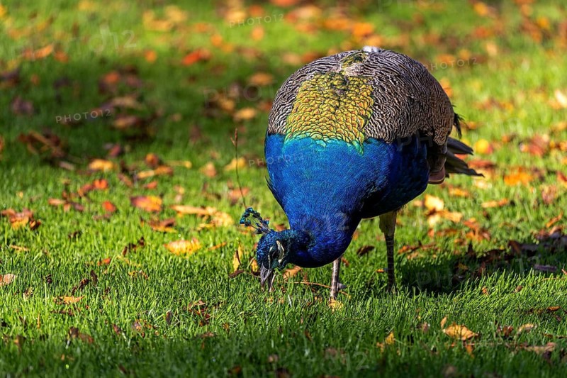 Indian peafowl (Pavo scalloped ribbonfish) in a meadow, captive, Germany