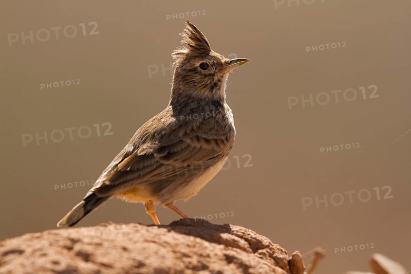 Thekla Lark (Galerida theklae), Morocco