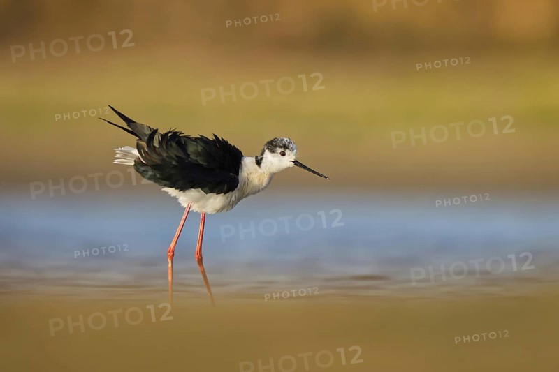 Black-winged Stilt (Himantopus himantopus) male foraging, North Rhine-Westphalia, Germany