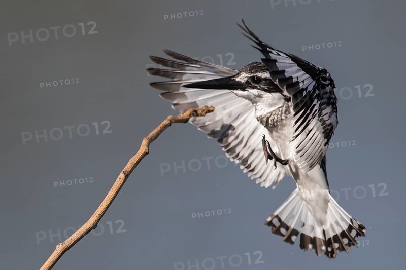 Pied Kingfisher (Ceryle rudis) female landing on a twig, Gambia