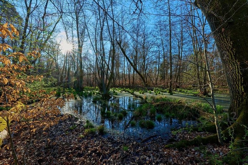 Riparian forest area with swampy water and sunlight shining through the trees, oak, spring, nature reserve Rote Lache by Wolfgang, Wolfgang, Hanau, Hesse, Germany
