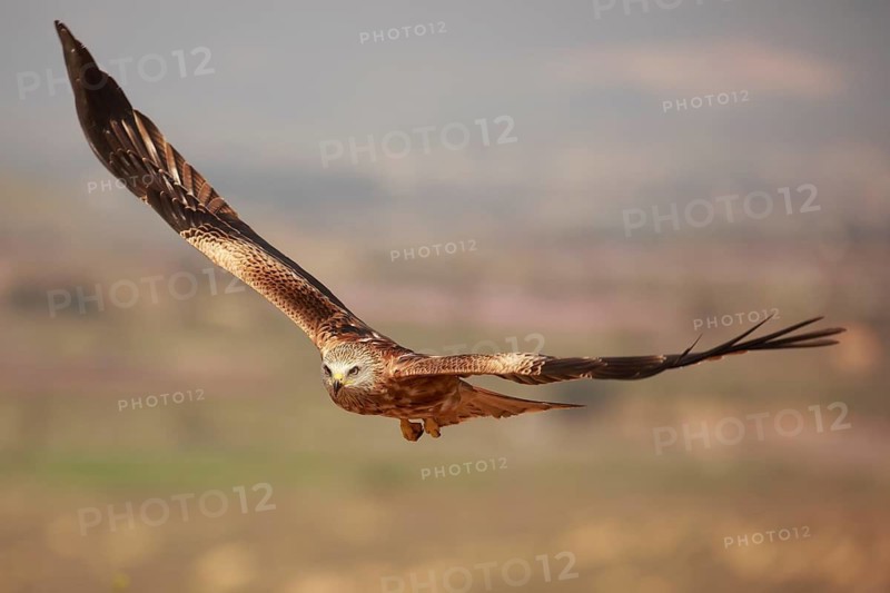 Red Kite (Milvus milvus) flying, Spain