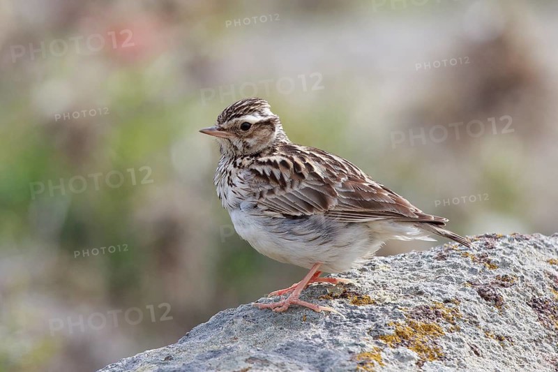 Woodlark (Lullula arborea) perched on a rock, Greece