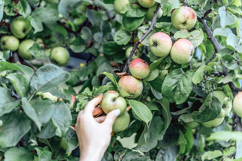 A hand reaches toward ripe apples hanging on a tree branch surrounded by green foliage. The scene highlights fruit harvest, natural produce, and a close interaction with fresh homegrown apples