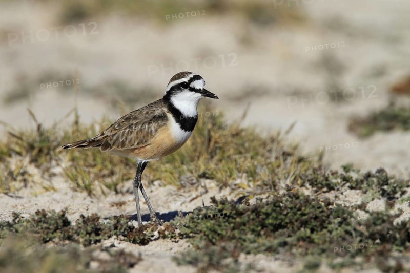 Madagascan Plover (Charadrius thoracicus), Madagascar