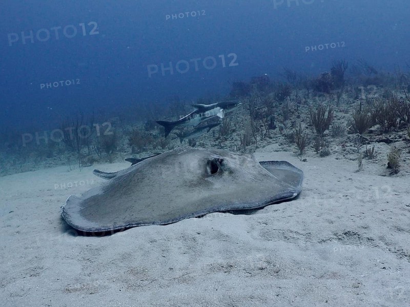 A Southern Stingray (Hypanus americanus) lies on a sandy seabed with fish in the background, at the Breakers dive site, Palm Beach, Florida, USA