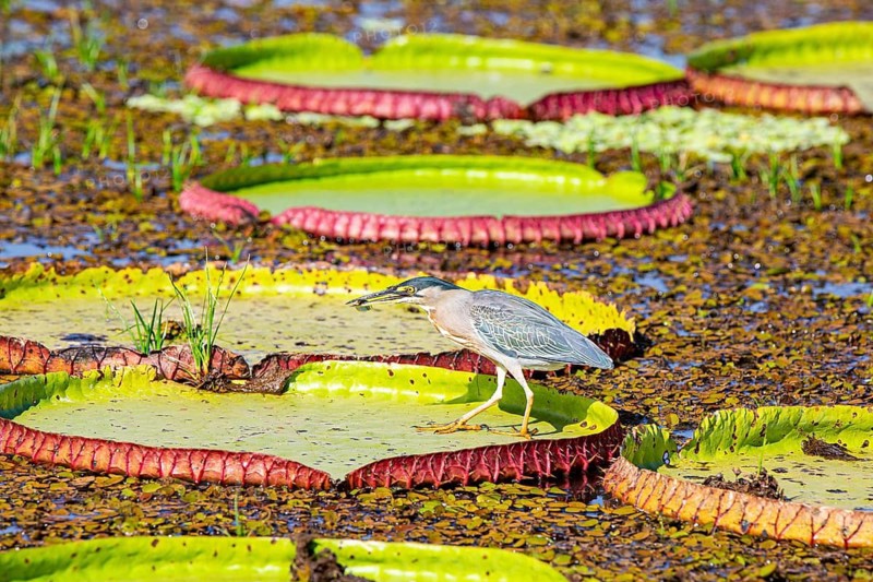 Mongrove Heron (Butorides striatus) Pantanal Brazil