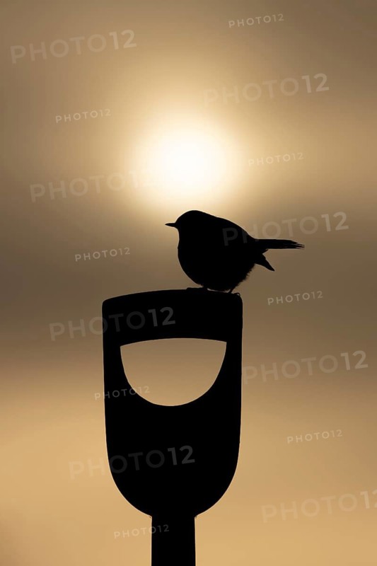 European robin (Erithacus rubecula) silhouette of an adult garden bird on a fork handle at sunrise, England, United Kingdom