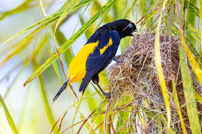 Yellow-rumped cacique (Cacicus cela) Pantanal Brazil