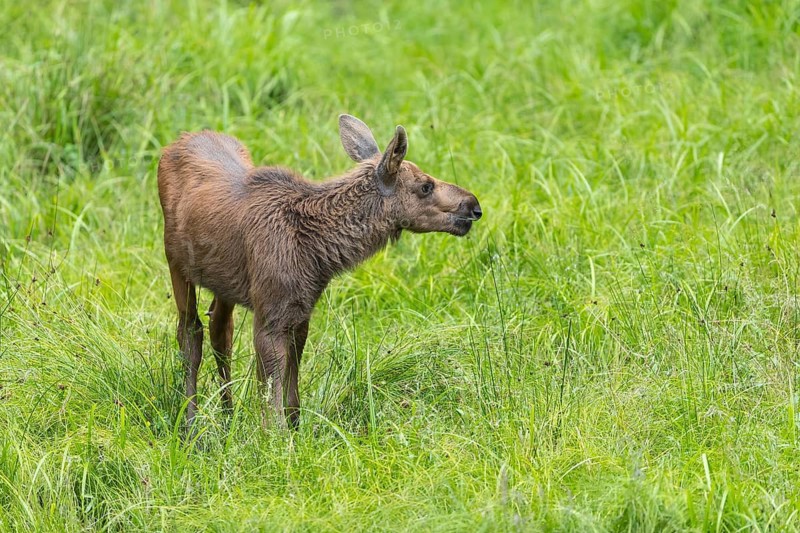 Moose (Alces alces) calf standing on a wet meadow. Green grass around