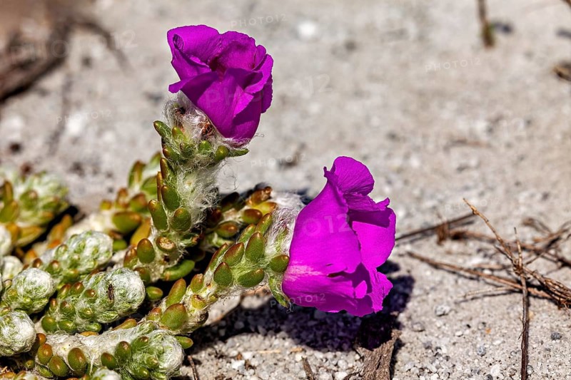 Close-up of two purple flowers on a succulent plant growing in dry soil, a flower of a plant from the Portulacaceae family, native to Bahia, Brazil