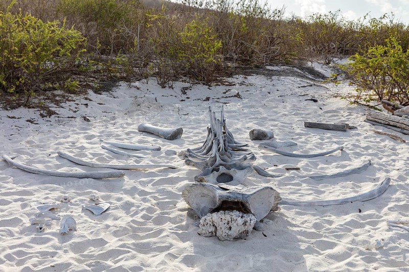 Whale skeleton, Gardner Bay beach, Isla Española, Galapagos, Ecuador