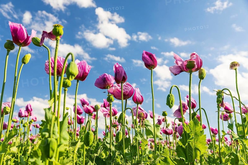 Field with blue poppy (Papaver somniferum) in bloom, Penig, Saxony, Germany