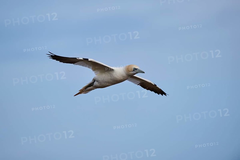 Northern gannet (Morus bassanus) flying in the sky, wildlife, Helgoland, Germany