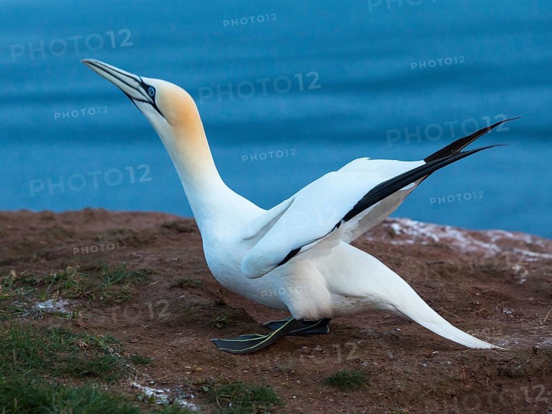 Northern Gannet (Morus bassanus), Schleswig-Holstein, Germany