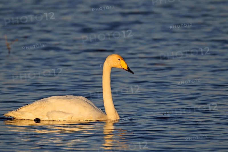 Whooper Swan in Winter Range in Poland. Biebrza National Park. Singing swan in winter quarters in Biebrza National Park. poland