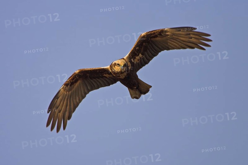 Western Marsh Harrier (Circus aeruginosus) flying, Rhineland-Palatinate, Germany