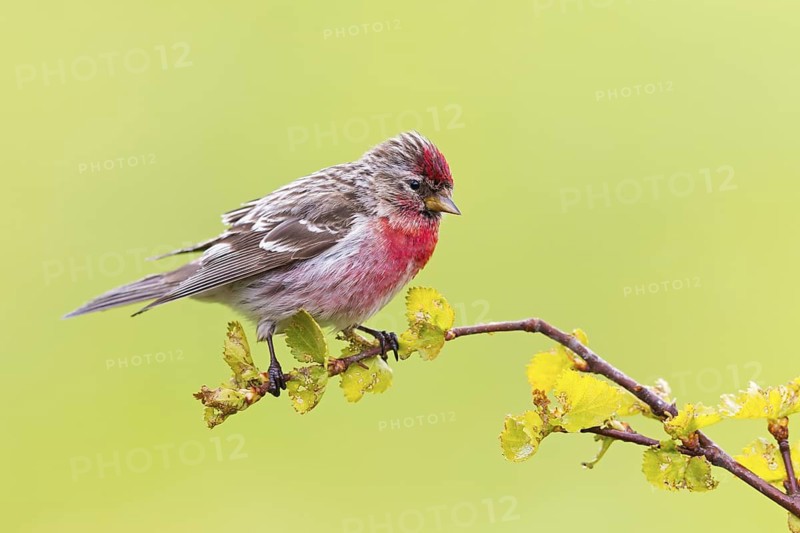Redpoll, songbird, family of goldfinches, (Carduelis flammea), animals. Birds, Varanger Bird Park, Finnmark, Norway