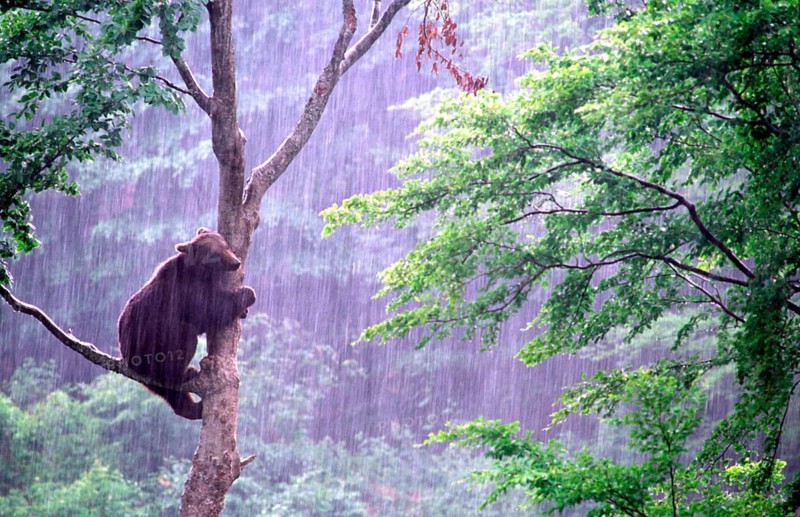 Animals, mammals, wildlife, bear, black bear, birch, rain, Bavarian Forest National Park