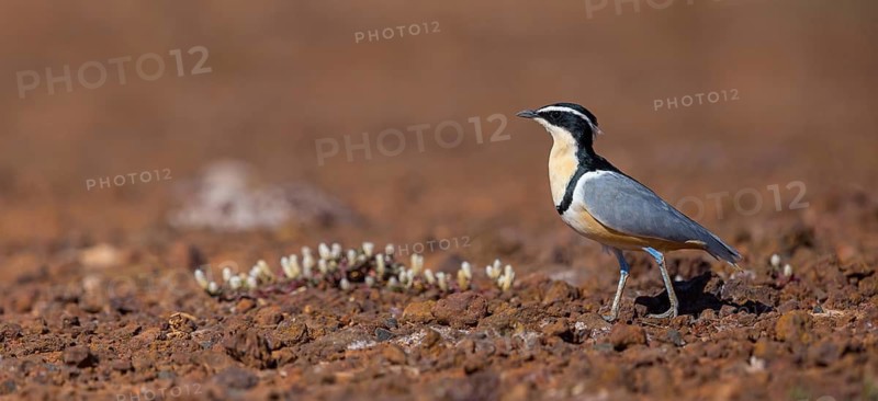 Crocodile-bird, (Pluvianus aegytpticus), Crocodile-bird, Egyptian Plover, Pluvian fluviatile, Pluvial, Njau area, Njau, North Bank, Gambia