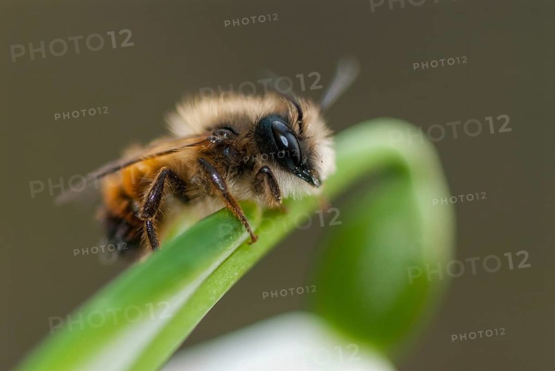 Apidae, bees, hymenoptera, osmia bicornis, osmia rufa, red mason bee, red mason bee, spring, insects, insects, leo, spring, wild bees