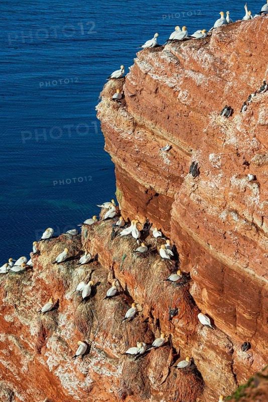 Northern Gannet (Morus bassanus) feeding off Heligoland, Heligoland, Schleswig-Holstein, Germany