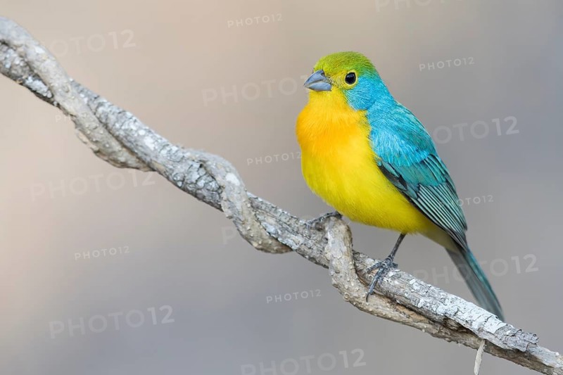 Orange-breasted Bunting (Passerina leclancherii) perched on a branch in Oaxaca, Mexico