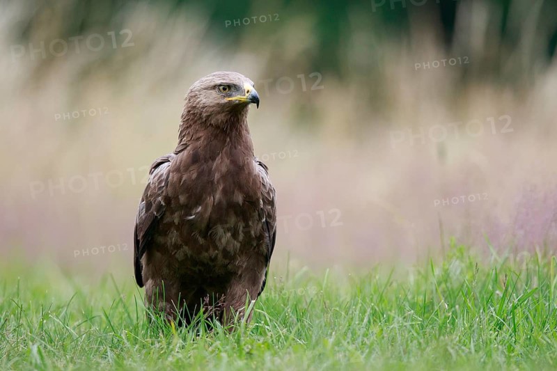 Lesser Spotted Eagle (Clanga pomarina) on grassland, Poland
