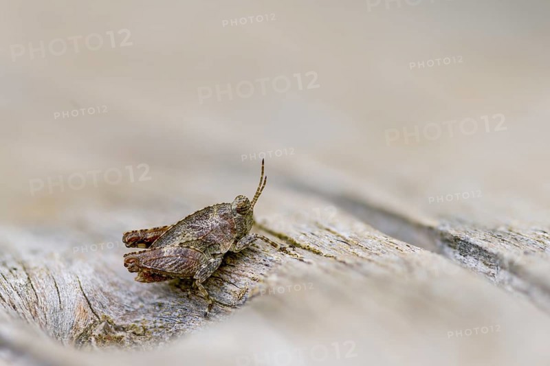 Caelifera, spinhopper, short-feeler spiny, long-horned groundhopper, tetrix tenuicornis, grasshopper, grasshopper, grasshopper, grasshoppers, insects, nymph