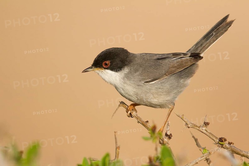 Sardinian Warbler (Sylvia melanocephala) male, Morocco
