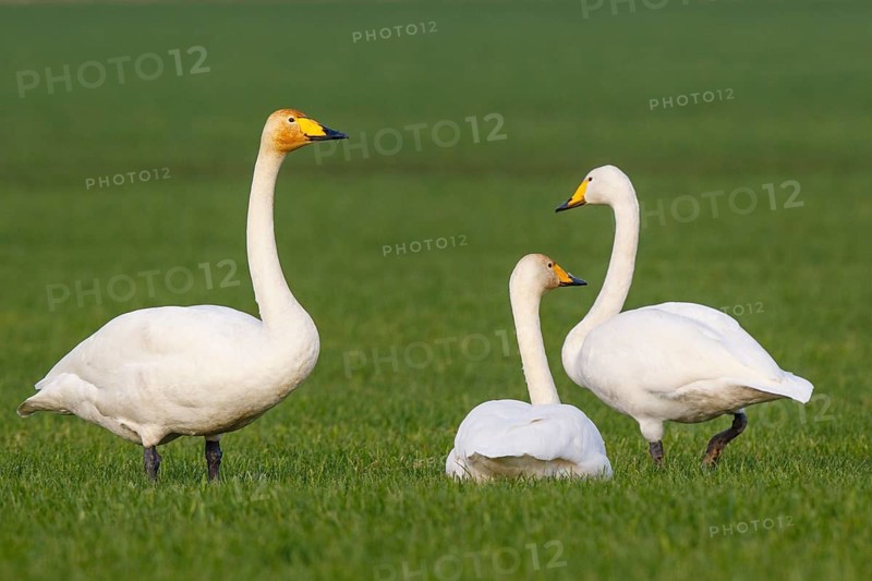 Whooper Swan (Cygnus cygnus), North Rhine-Westphalia, Germany
