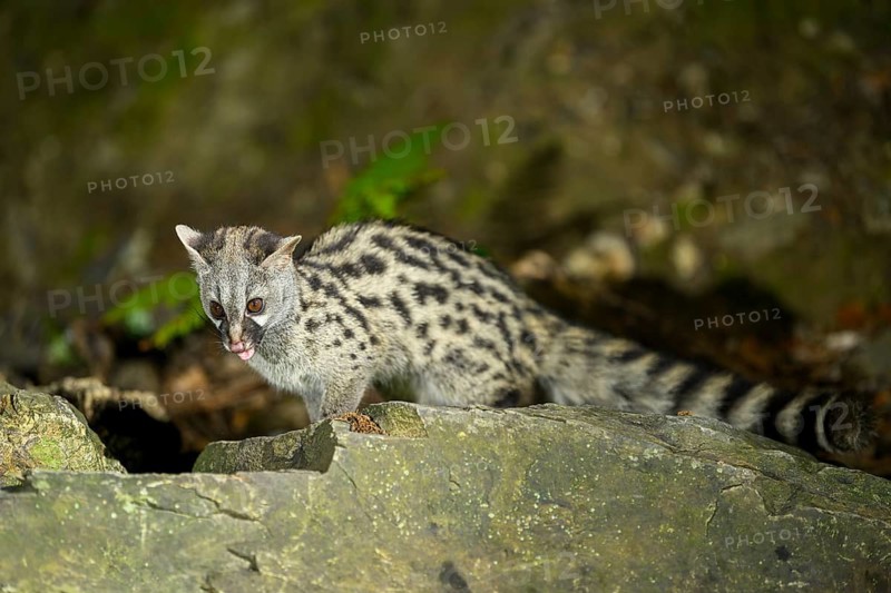 Common genet (Genetta genetta), wildlife in a forest, Montseny National Park, Catalonia, Spain