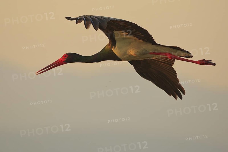 Black Stork (Ciconia nigra) flying, Greece