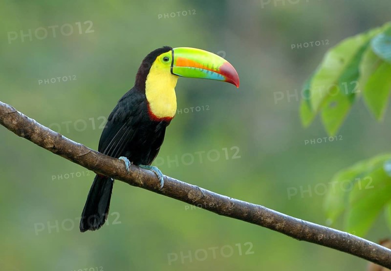 Keel-billed Toucan (Ramphastos sulfuratus) - at Laguna Lagarto Lodge near Boca Tapada, Costa Rica