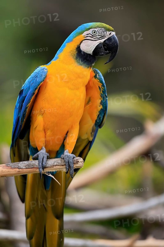 Yellow-breasted Macaw (Ara ararauna), adult, on wait, South America