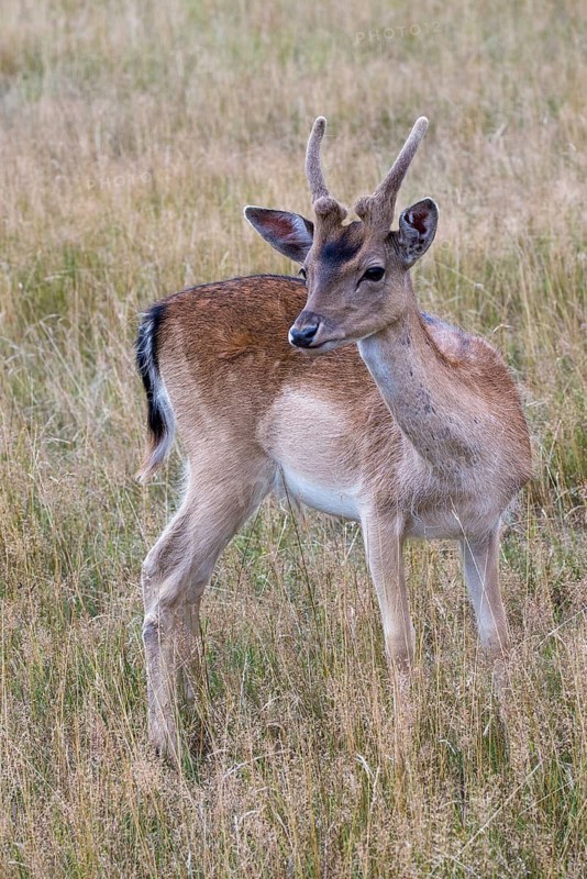Dama dama, fallow deer, fallow deer, high size, vertical format, mammals, mammals