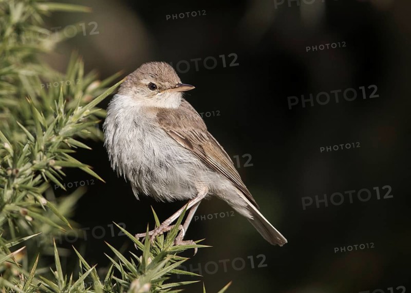 Booted Warbler (Iduna caligata) perched on a branch, Wales, United Kingdom