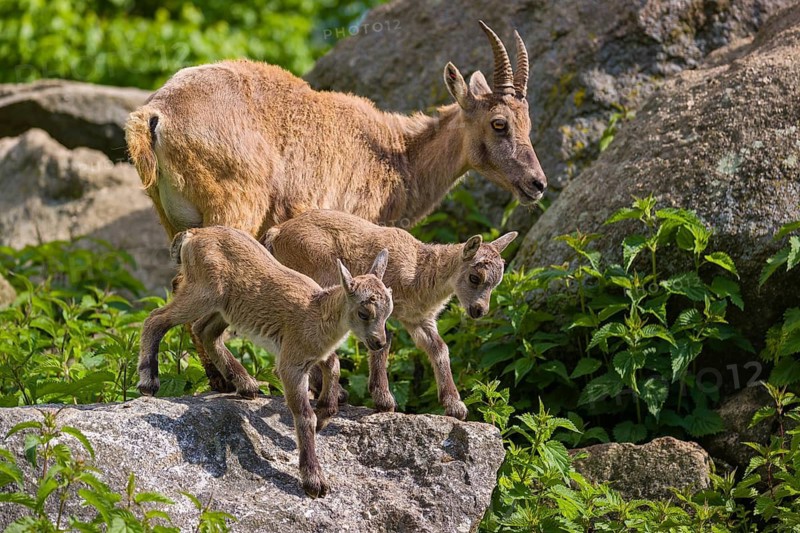 One adult female ibex (Capra ibex) and two of her babies standing on rocks