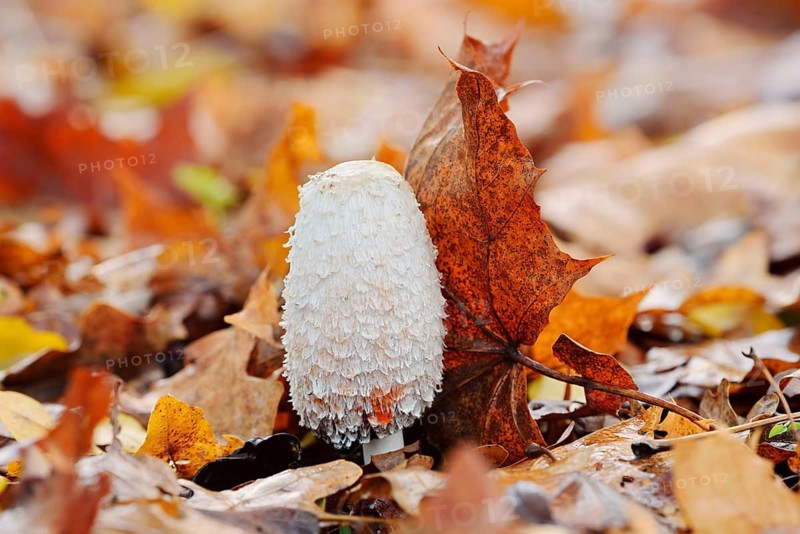 Shaggy ink cap (Coprinus comatus) amongst autumn leaves, North Rhine-Westphalia, Germany