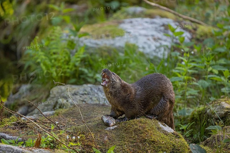 One Eurasian otter (Lutra lutra), sitting on a mossy rock and eating a fresh caught fish