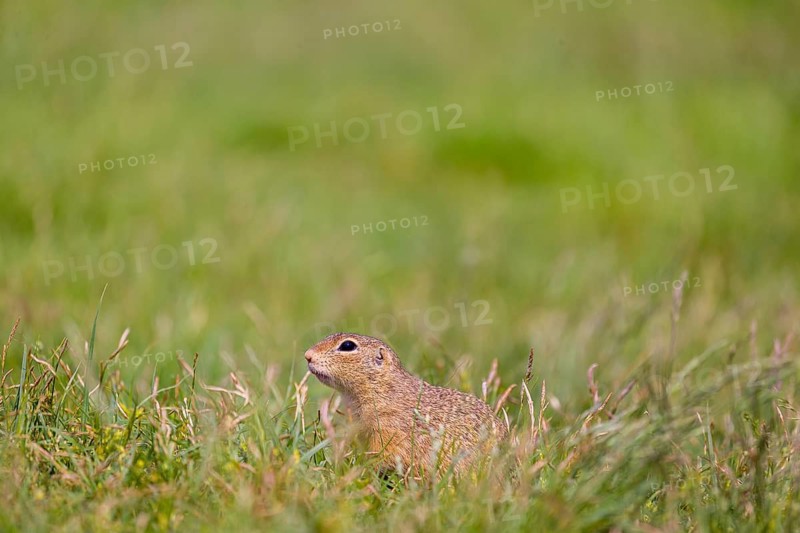 A European ground squirrel (Spermophilus citellus) or European souslik sits in green gras, looking for food