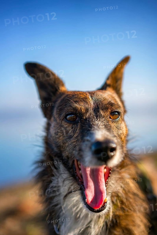 A cheerful brown dog with long whiskers and pointed ears, mouth open in excitement. Captured against a clear blue sky and a natural, outdoor backdrop
