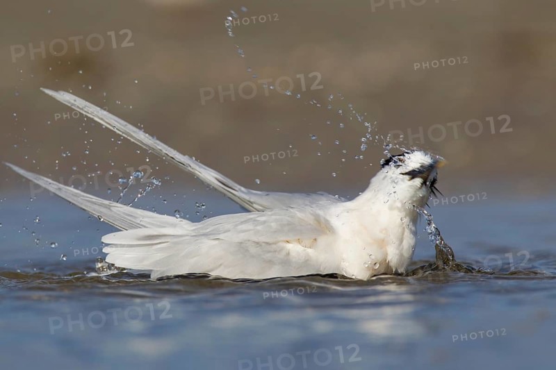 Sandwich Tern (Thalasseus sandvicensis) bathing, Florida, USA