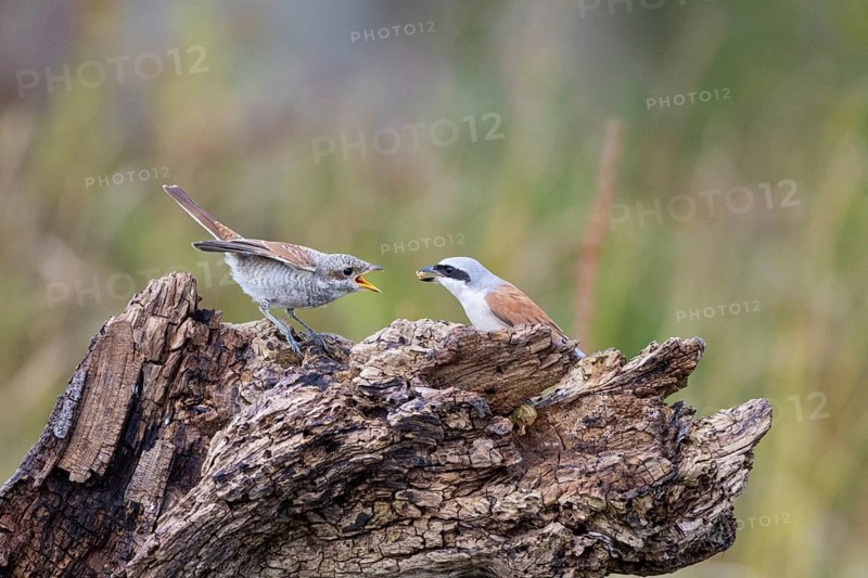 Red-backed shrike (Lanius collurio) Juvenile and adult bird Germany