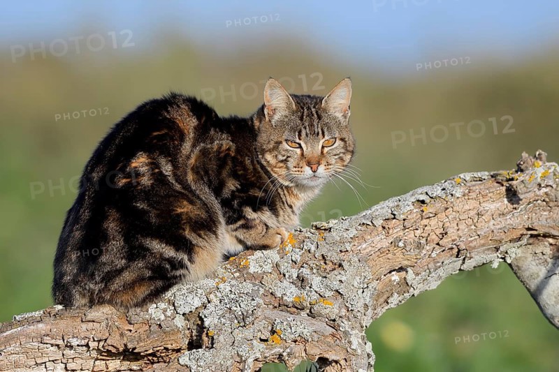 House cat sitting on a tree trunk, Algarve, Portugal