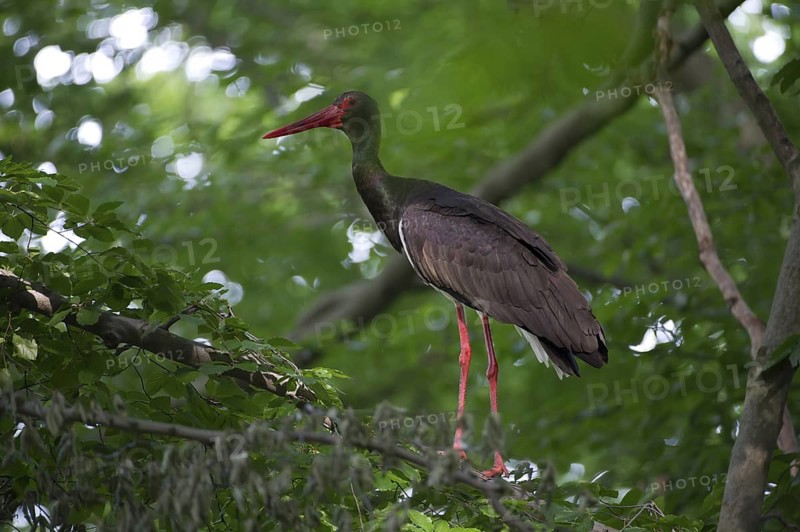 Black Stork (Ciconia nigra), Saxony, Germany