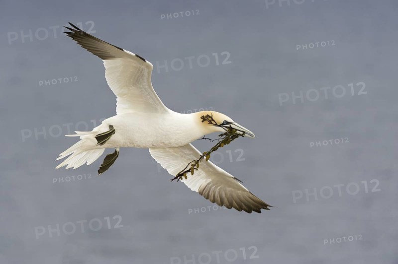 Northern Gannet (Morus bassanus) flying, Quebec, Canada