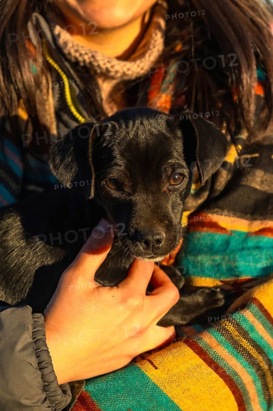 Cute black puppy cradled in human hands, wrapped in a colorful striped blanket during warm golden hour light outdoors, conveying comfort, affection and joyful companionship